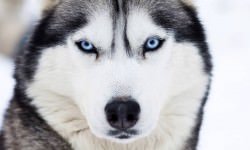 1-melis-bigstock.com_