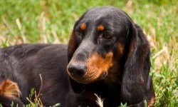 5-igor-stevanovic-Bigstock.com_