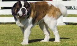 St.-Bernard-f8grapher-Bigstock.com_