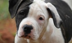 bigstock-Pretty-please-7694787-Bigstock-dakotaslegacy-American-Bulldog