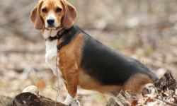 Beagle