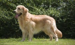 Beautiful-Golden-Retriever-Dog