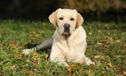 Beautiful-Labrador-Retriever