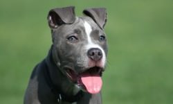 bigstock-Blue-American-Pit-Bull-1501237-bigstock-Chrisjo