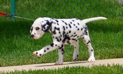 Dalmatian