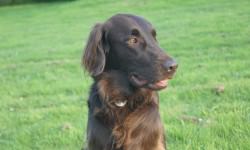bigstock-Flat-coated-retriever-dog-48967496-bigstock-V-Morfield
