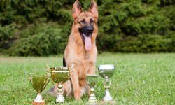 German-Sheepdog-With-Cups