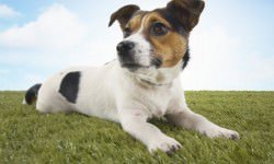 Jack-Russell-terrier-lying