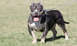 bigstock-Pocket-Pitbull-at-the-Park-38376592-bigstock-feeferlump
