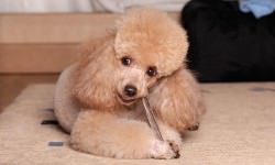 Poodle-Eat-A-Dry-Bone