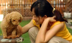 bigstock-Poodle-Feeling-Sad-1745276-bigstock-ngothyeaun