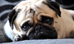 Pug-Lying