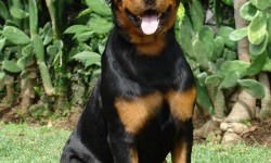 bigstock-Rottweiler-Sit-925018-bigstock-photopix