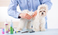 Smiling-man-grooming-a-dog