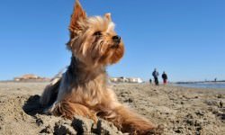 Yorkshire-Terrier-On-The-Beach
