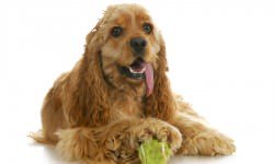 bigstock-dog-playing-ball--american-co-37386463 Bigstock - Willee Cole - Cocker Spaniel
