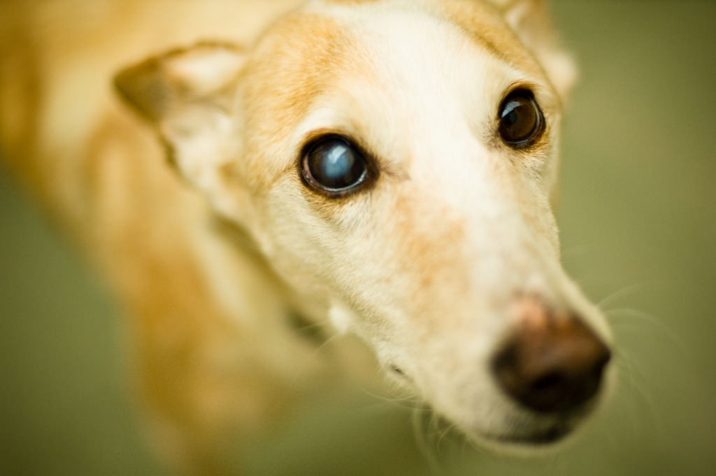 Never Ever Punish a Dog for Separation Anxiety