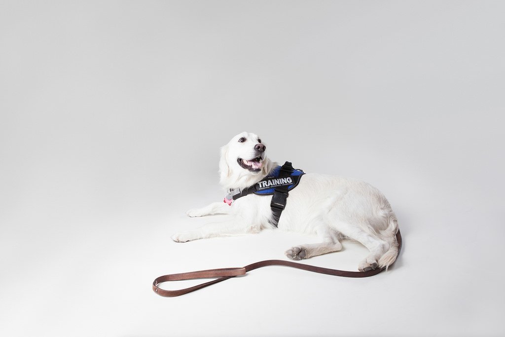 Service dogs are not pets