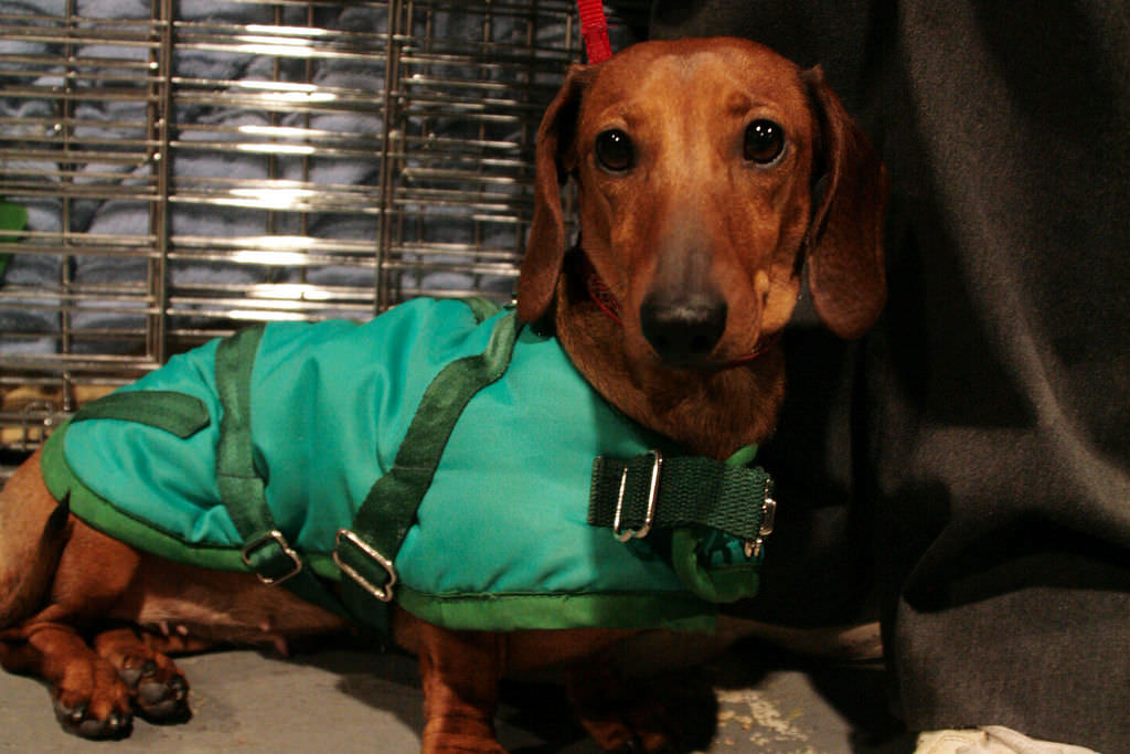 1. Myth: Neutering a male dachshund will make him a poor watchdog