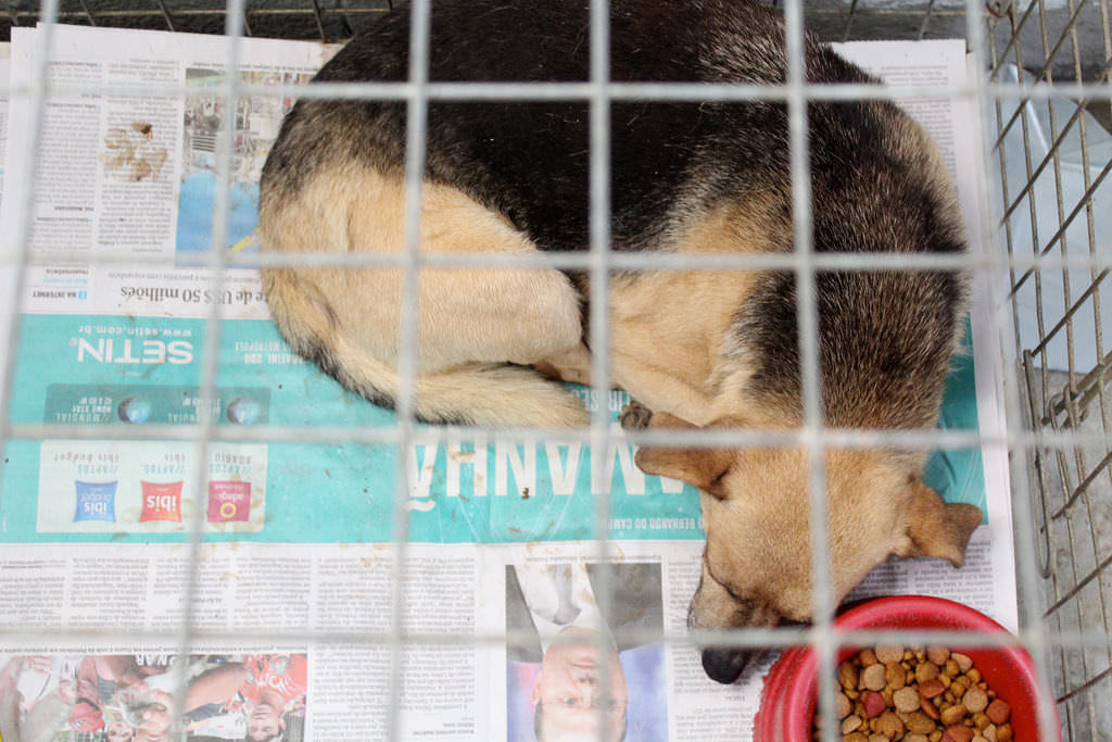 Feel Good about Saving a Canine Life