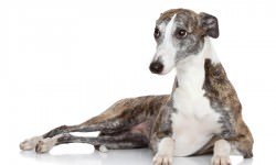 13-greyhound-bigstock-Jagodka