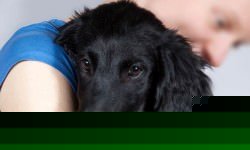 14-flat-coated-ret-bigstock-Nelosa