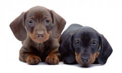 15-dachshund-bigstock-toloubaev