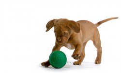 21-dog-toy-bigstock-eriklam