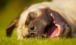 photo14-bull-mastiff-bigstock-chalabala