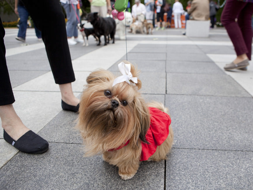 AVSAB Released a Statement against Punishment for Dog Behavior Modification