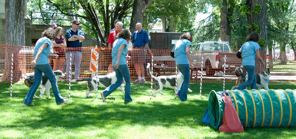 Dog Agility Composite-flickr-dagnyg