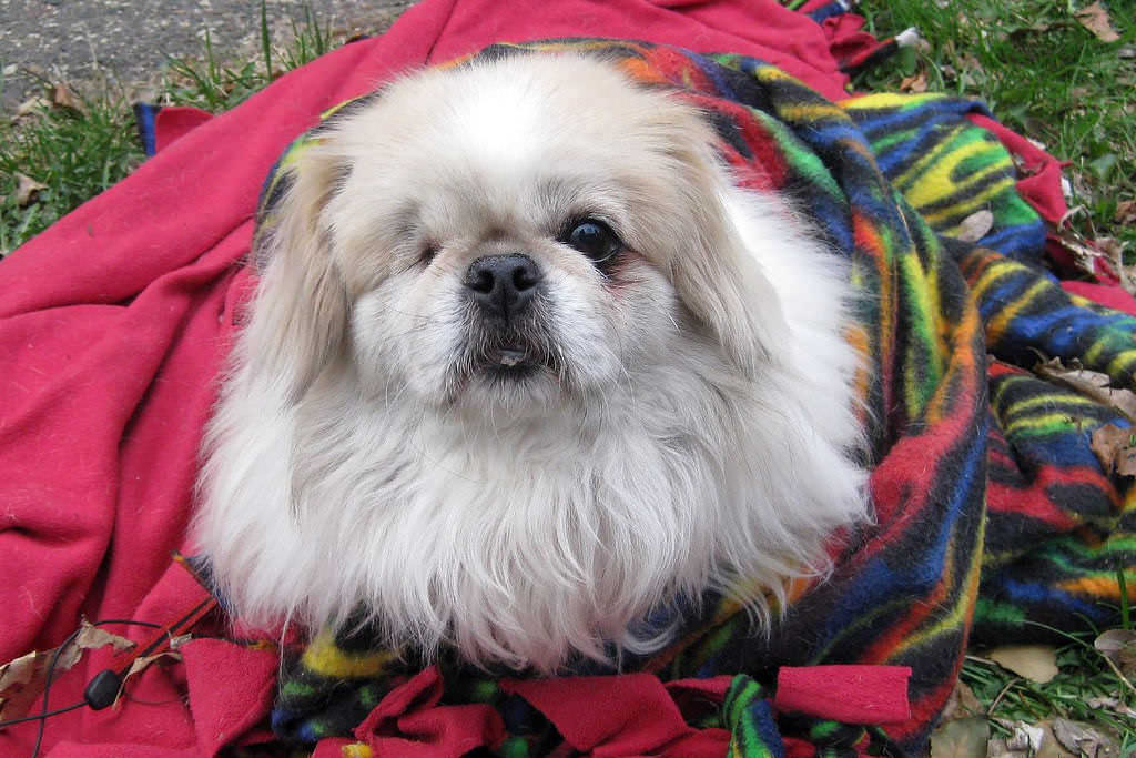 1-that face-flickr-twodolla