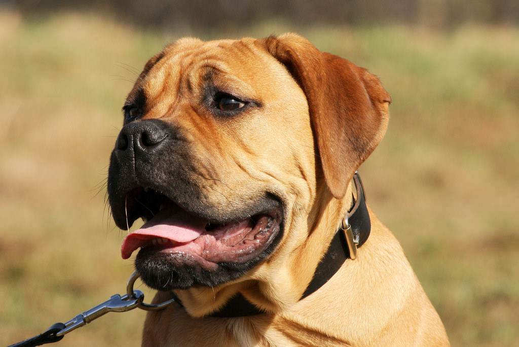 16. Bullmastiff