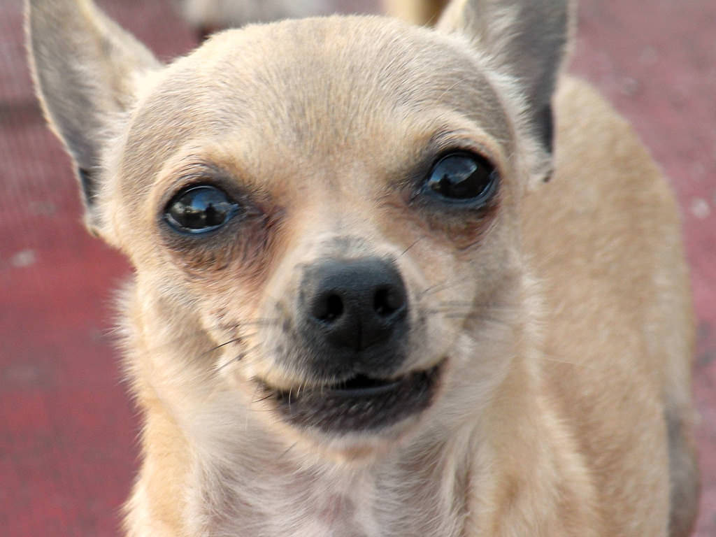 1-dog-flickr-miggell1