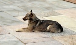 Learn to Handle a Territorial Dog