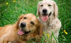 Portrait of two young dogs playing in the meadow