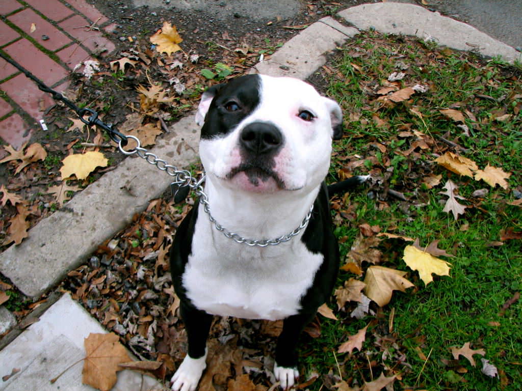 1-pit bull-flickr-audreyjm529