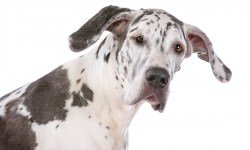 Don't Judge An Entire Breed