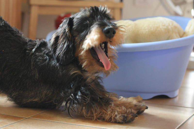 Your Dog's Breath is a Sign of Its Health