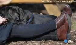 Aggressive Dog Diagnosed With PTSD But Owner Refuses To Give Up On Him