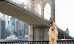 shutterstock_277115036