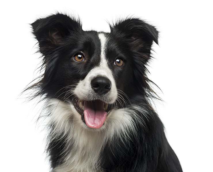 shutterstock_250346776