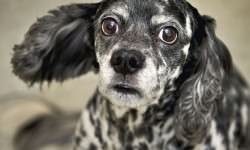 shutterstock_124096438