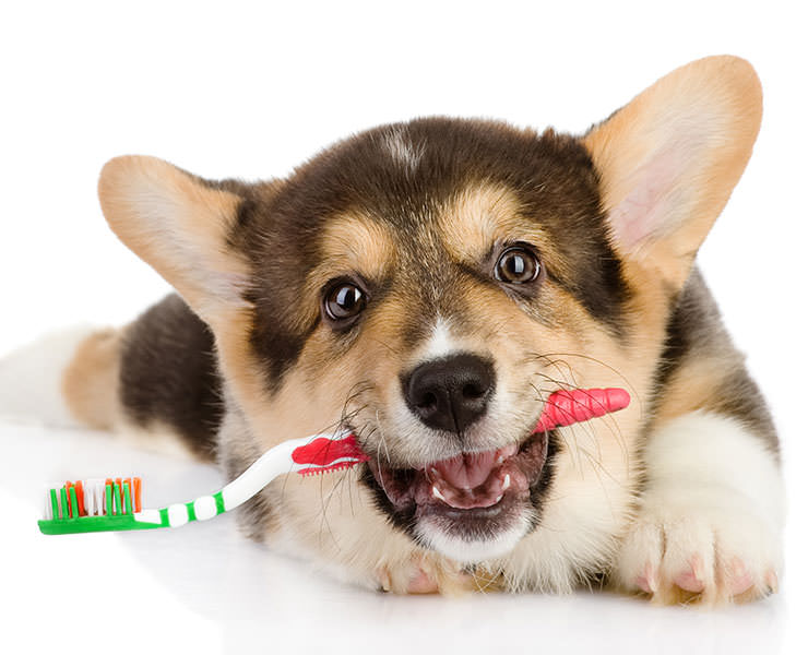 shutterstock_126549185