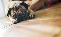 shutterstock_161174363