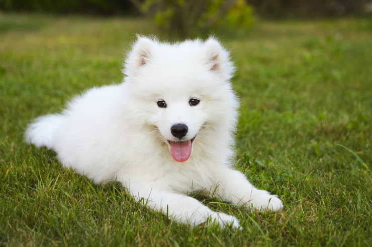 shutterstock_366636734